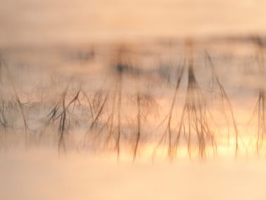 Fotograf Bodensee, Spiegelung Wasser