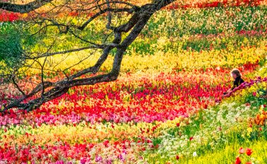 Fotograf Mainau, Tulpen