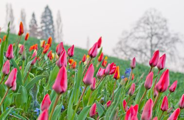 Fotograf Mainau