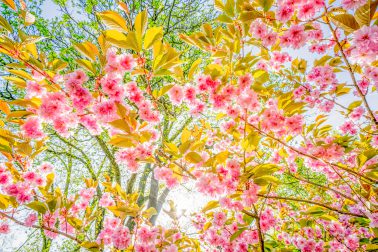 Fotograf Bodensee, Frühling