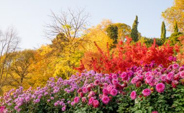 Mainau, Dahlien