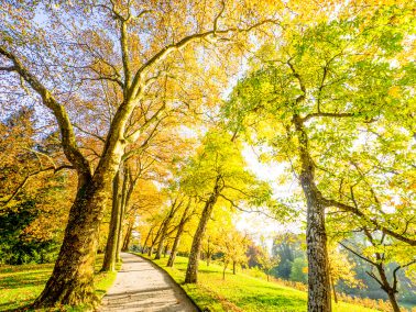 Fotograf Mainau, Herbst