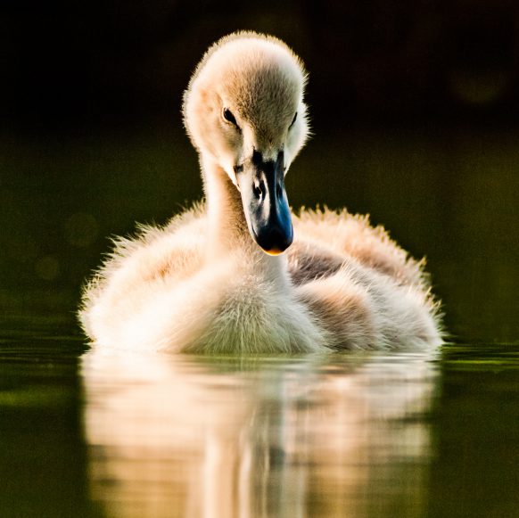 Fotograf Konstanz, kleiner Schwan