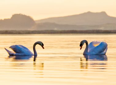 Fotograf Bodensee, Schwanenpaar