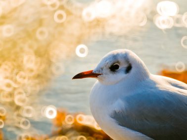 Fotograf Konstanz, Möwe