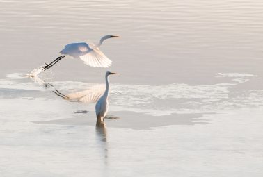 Fotograf Bodensee, Silberreiher