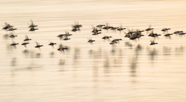 Enten im Flug